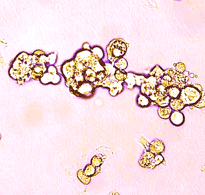 Stem cells under the microscope