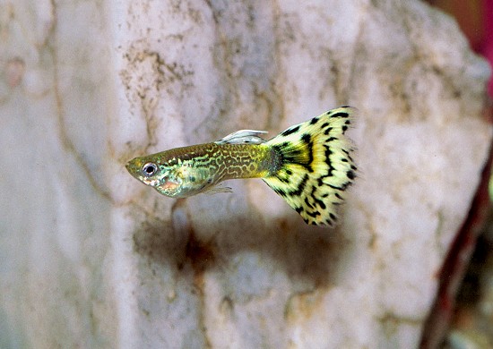 Male guppy