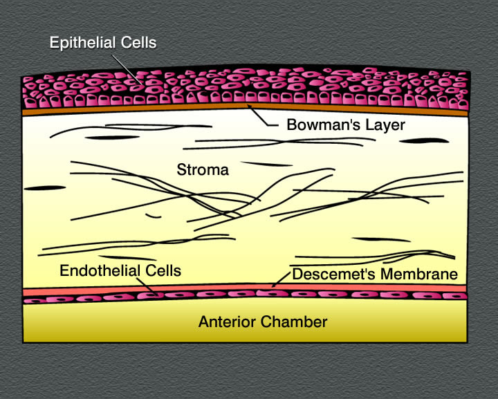 corneal images