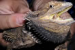 A bearded dragon lizard.