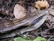 A blue tongue lizard.