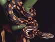 A reptile carpet python snake.