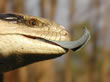 Another blue tongue lizard. My tongue is longer than yours!