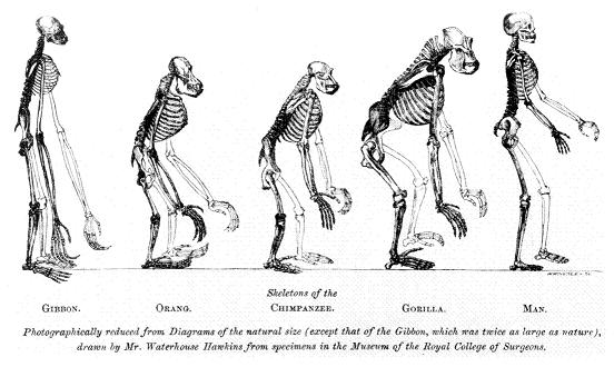 Robo Sapiens Evolution Of A New Species Pdf